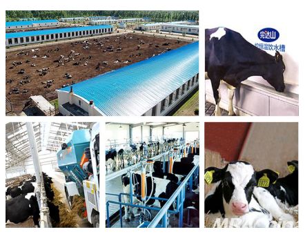 養(yǎng)好牛，產(chǎn)好奶 完達(dá)山乳業(yè)以品質(zhì)為先，守護(hù)國(guó)人健康未來(lái)